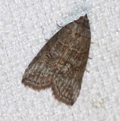 Calathusa hypotherma