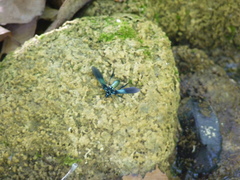 Macrocneme chrysitis