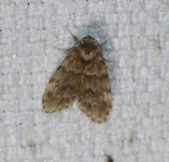 Scaphidriotis xylogramma