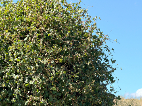canyon wild grape