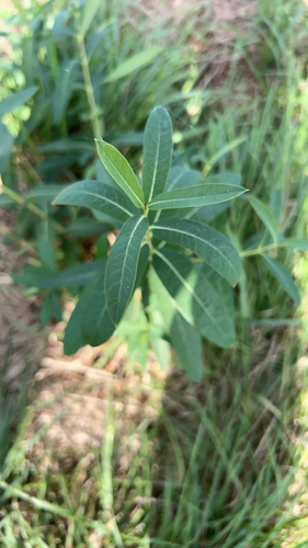 Apocynum cannabinum observed 2026-10-21