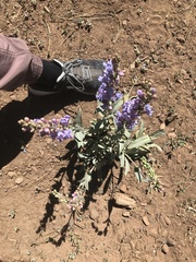Penstemon pachyphyllus