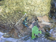 Macrocneme chrysitis