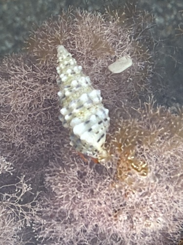 Cerithium observed 2026-10-22