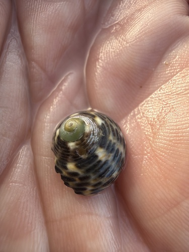 Monodonta turbinata, 2026-10-22