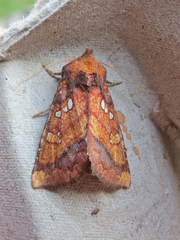 Papaipema leucostigma