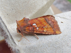 Papaipema leucostigma