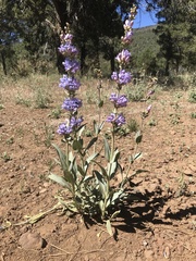 Penstemon pachyphyllus