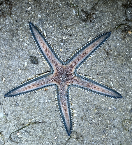 Astropecten polyacanthus observed 2026-09-30