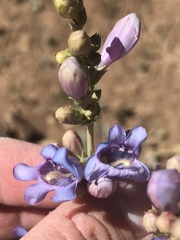Penstemon pachyphyllus