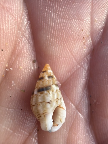Tritia cuvierii observed 2026-10-22