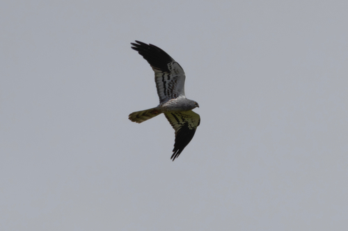 iNaturalist image