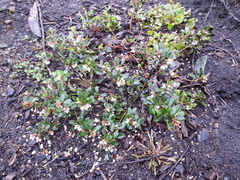 Arctostaphylos franciscana