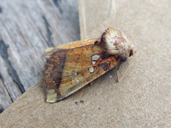 Papaipema leucostigma