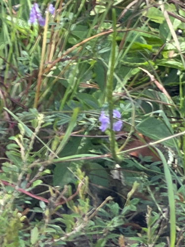 Stachytarpheta jamaicensis observed 2026-10-22