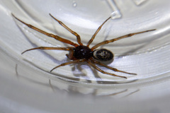 Steatoda nobilis