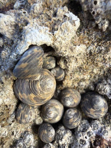 Monodonta turbinata, 2026-10-22