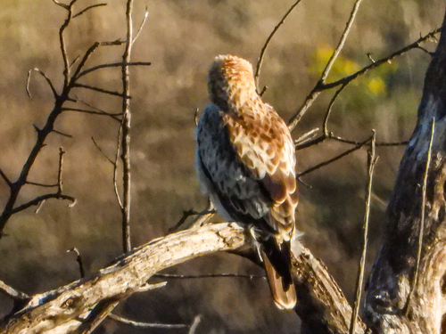 iNaturalist image