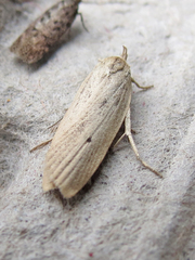 Gonioterma mistrella