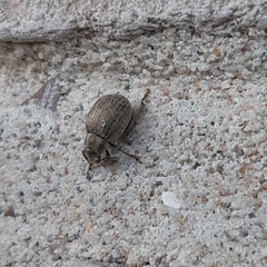 Philopedon plagiatum