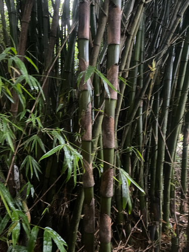 Bambusa vulgaris observed 2026-10-22
