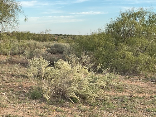 Artemisia filifolia, 2026-10-22