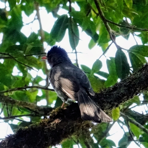 Hypsipetes madagascariensis, 2026-10-22