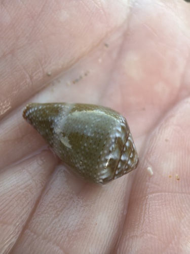 Conus ventricosus observed 2026-10-22