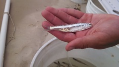 Anchoa hepsetus