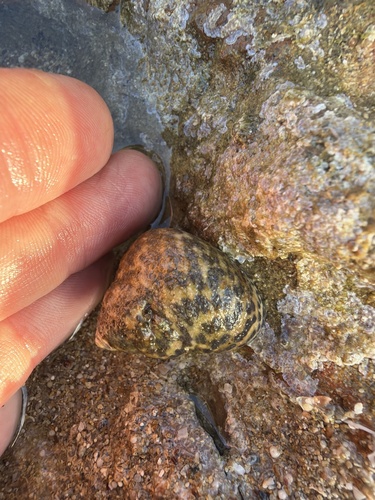 Monodonta turbinata, 2026-10-22