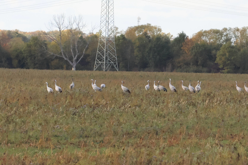 iNaturalist image