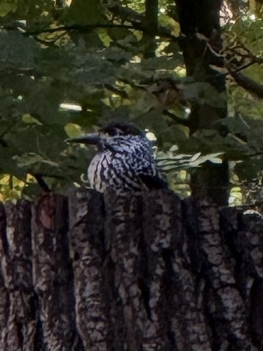Northern Nutcracker, Landgoed Marlot, Den Haag, Zuid-Holland, NL, photo 9 of 10