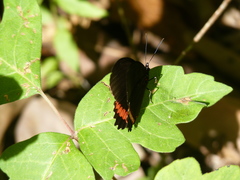 Biblis