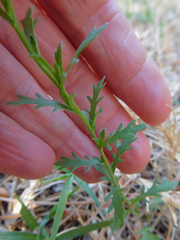 Lepidium oblongum