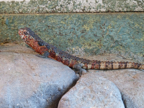Shinisaurus crocodilurus