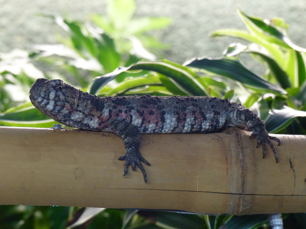 Distribución actual del lagarto cocodrilo chino (Shinisaurus