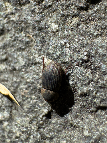 Ataenius imbricatus