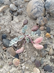 Astragalus chamaeleuce