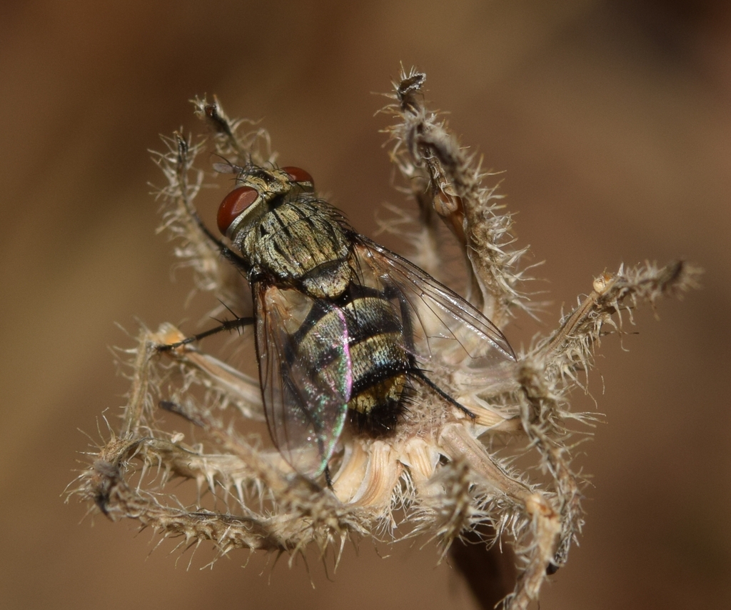 Drino gilva