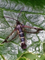 Synanthedon tipuliformis