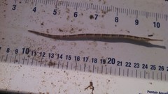 Syngnathus louisianae