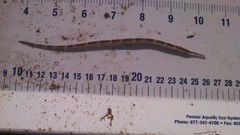 Syngnathus louisianae