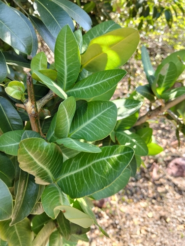 Garcinia observed 2026-10-22