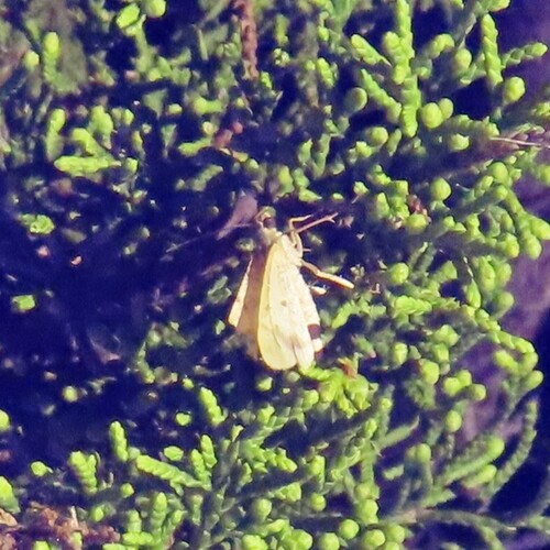 Mesquite Looper Moth