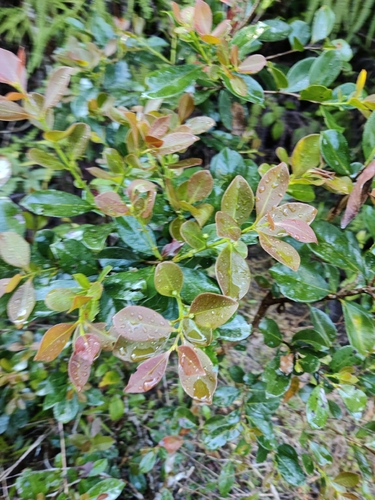 Psidium cattleianum observed 2026-10-22