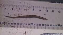 Syngnathus louisianae