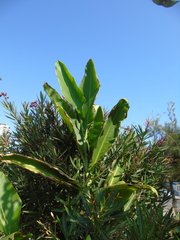 Heliconia latispatha