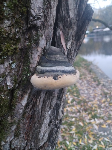 Phellinus igniarius, 2026-10-22