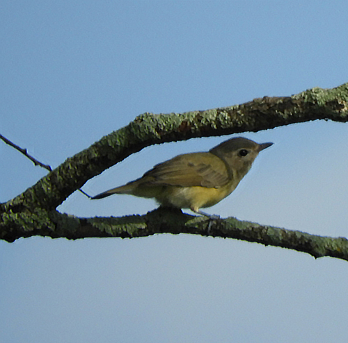 Eastern Warbling Vireo