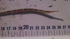 Syngnathus louisianae